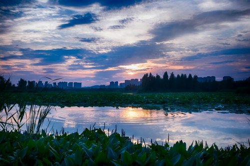 洋湖国家湿地公园-先导牛广场