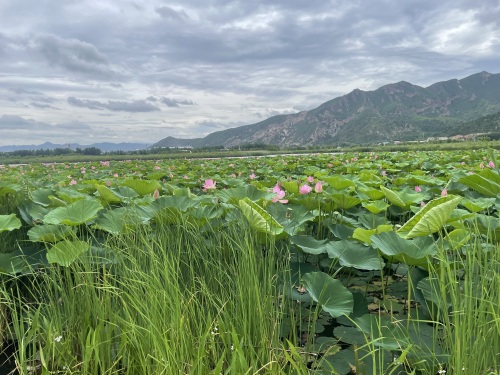 四合永湿地公园