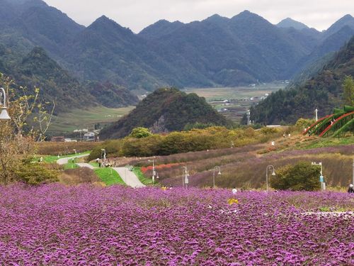 云中花海