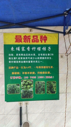 阿财盐焗鸡(出售柬埔寨柠檬桔子苗)