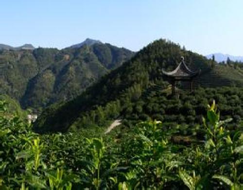 老谢家茶黄山徽茶文化博物馆