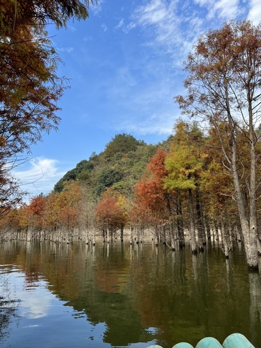 落羽红杉林-景点