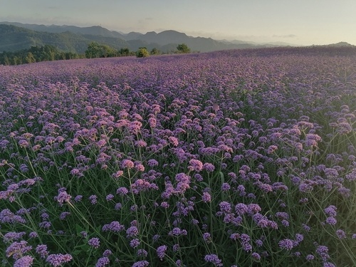 麦田湾花海