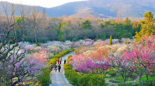 梅花山[南京梅花山]