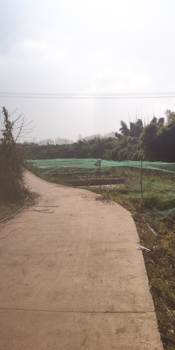 自贡牛蛙养殖基地的第3张图片的图片资料