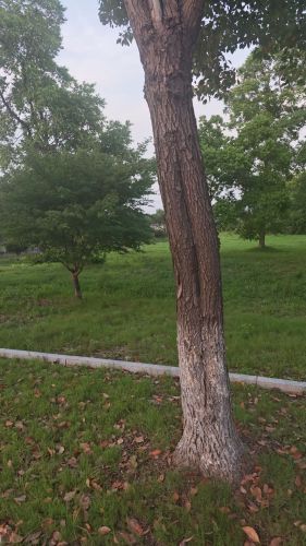 楼王公园