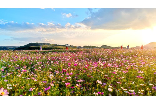 谷洒万亩梯田花海