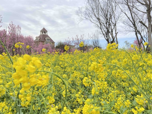 赛石花朝园