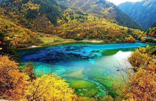 金铃海