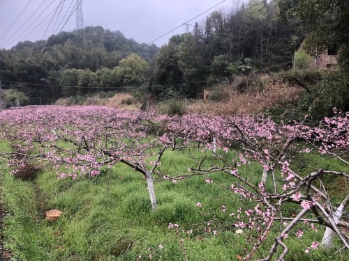 醴陵清水江桃花