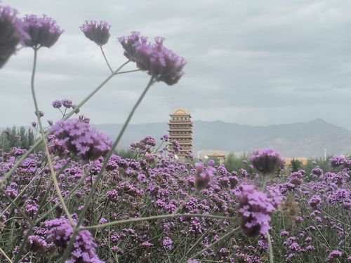 铁门关市雁鸣湖花海