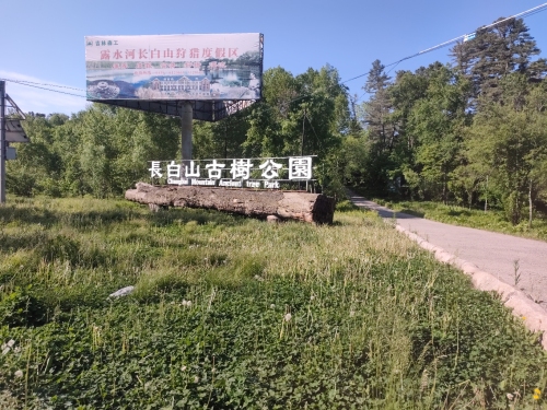 长白山古树公园