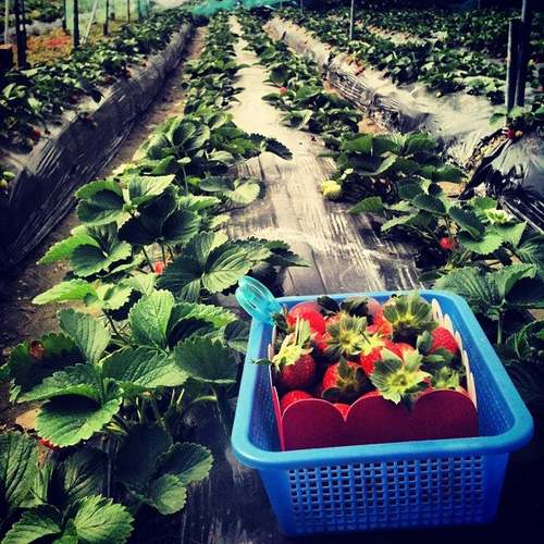 Strawberry Garden