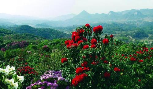 中国百里杜鹃风景名胜区杜鹃花王