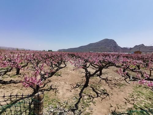 民和县桃花源景区