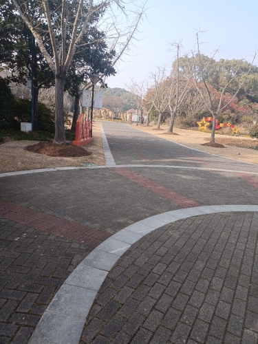 银杏大道