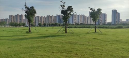 五棵树公园