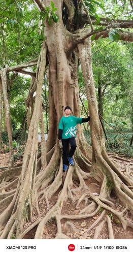 中国科学院西双版纳热带植物园-望天树