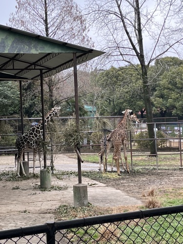 长颈鹿馆