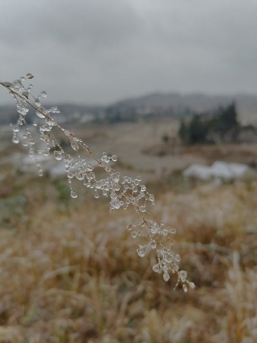 黄腊乡万亩樱花观景台