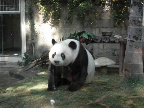 福州熊猫世界