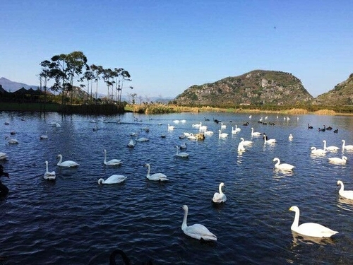 泰山天鹅湖景区