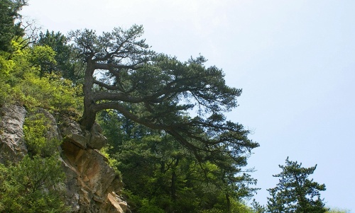 木札岭原始生态旅游区