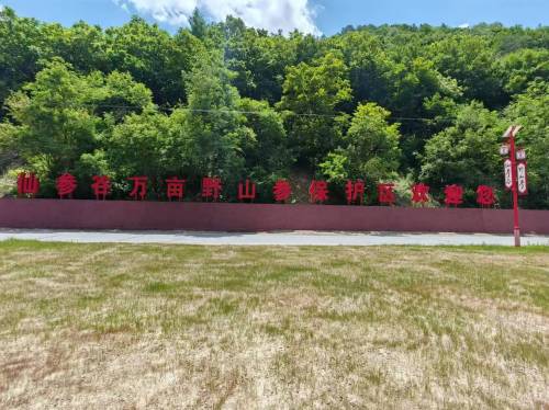 吉林仙参谷万亩野山参保护区