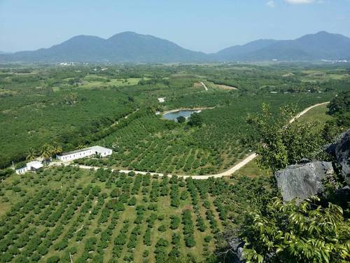 天和芒果庄园景观