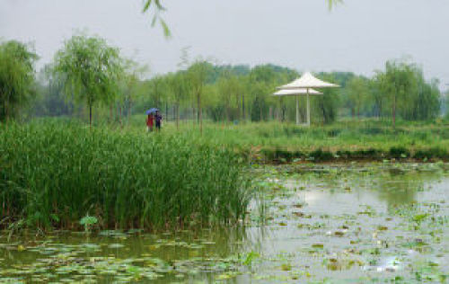 灞桥生态湿地公园