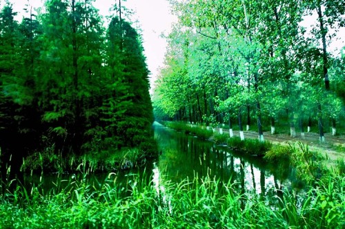 金湖水上森林景区