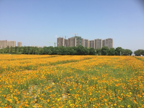 皇粮浜湿地公园
