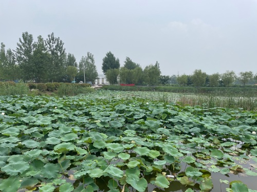 天齐煤塌地湿地公园