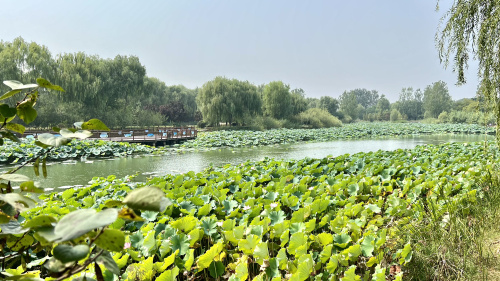 濮阳金堤河国家湿地公园