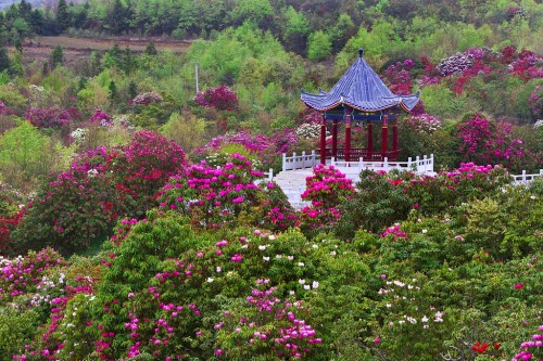 中国百里杜鹃风景名胜区-凝香台