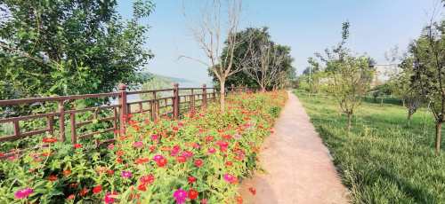 大白洋桥村荷花风景游览区