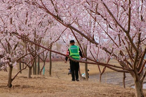 晋阳湖桃花岛