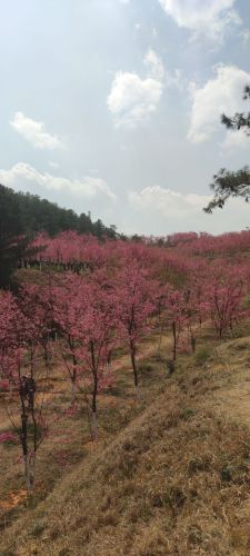 沈家山森林公园