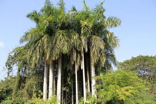 七仙岭全球热带水果博览中心(建设中)