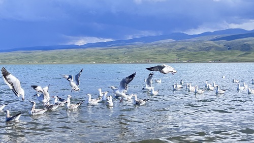 青海湖·黑马河