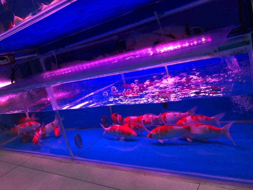 旺君水族世界(工商大厦店)