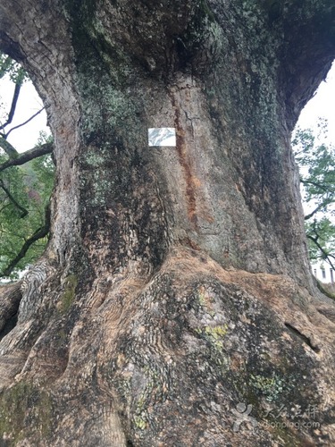 千年樟树王的第3张图片的图片资料