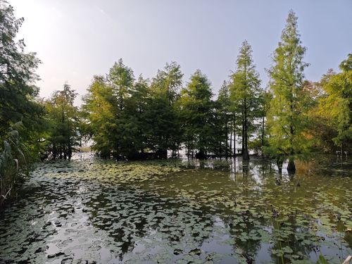 金山公园-水生植物园