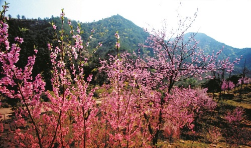 泰山风景名胜区-桃花源