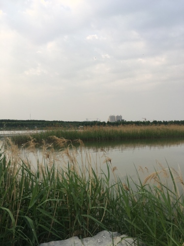 滹沱河生态旅游景区-滹沱湿地