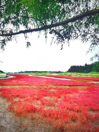 北海红海滩