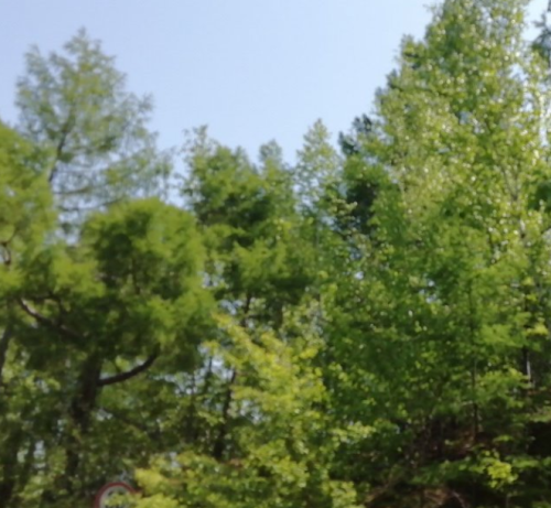 针阔叶混交林