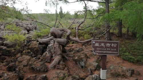 龙门石寨景区-盘龙古松