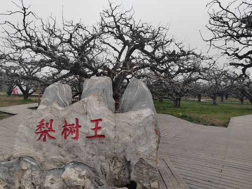 砀山梨树王景区