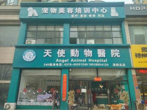 天使动物医院(洛阳洛龙区)